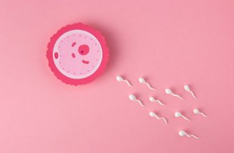 Óvulo fecundado por espermatozoides. Días fértiles de una mujer